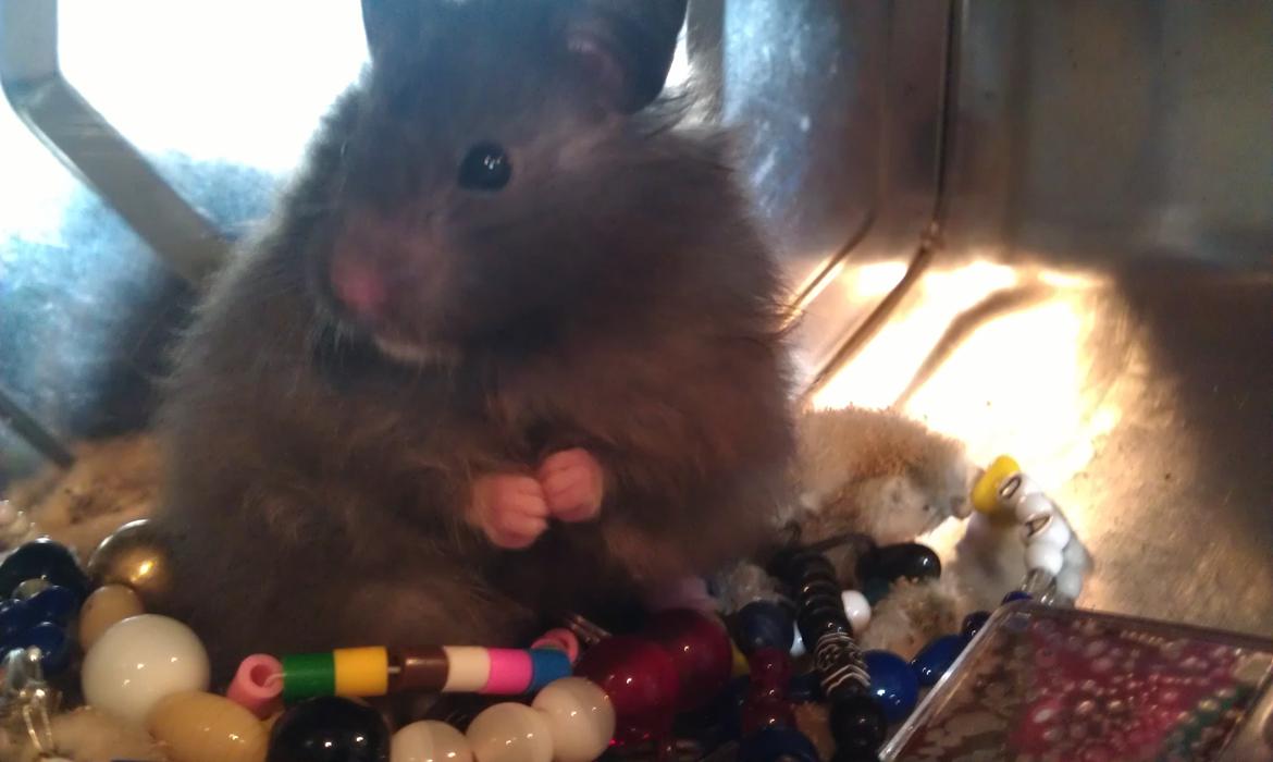 Hamster Logo billede 6