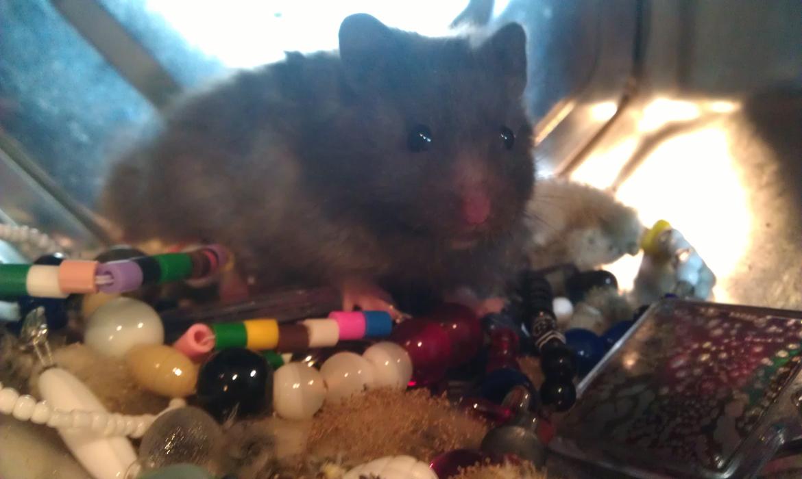 Hamster Logo billede 7