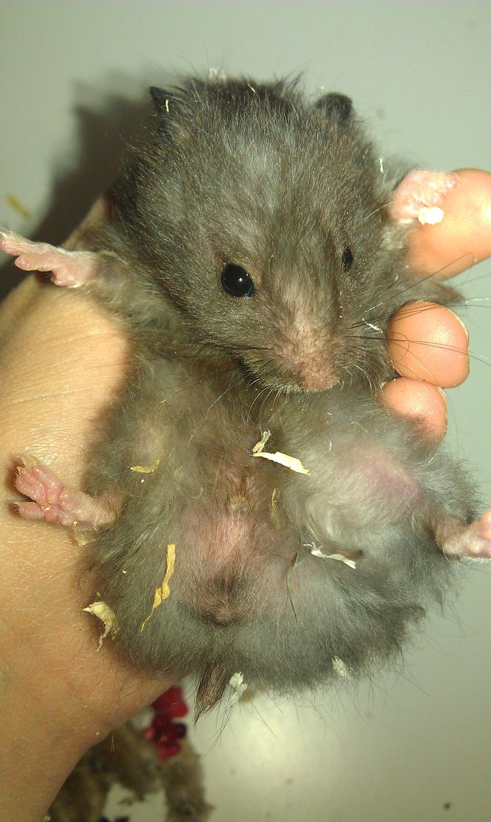 Hamster Logo billede 8