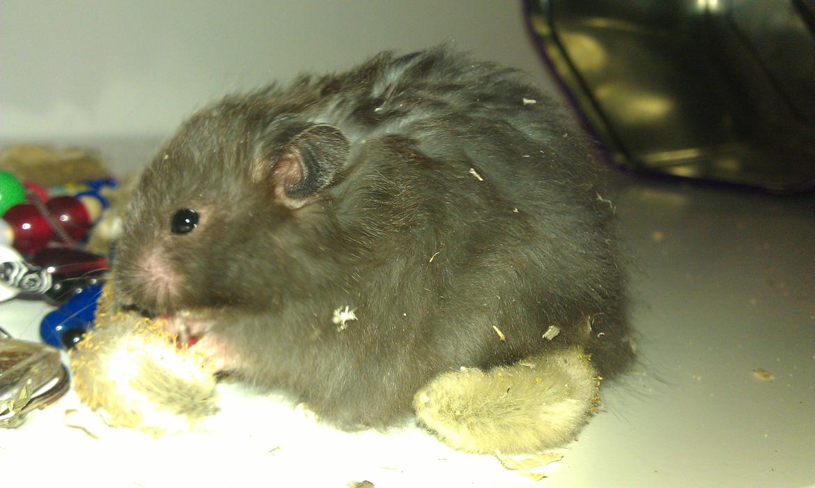 Hamster Logo billede 9