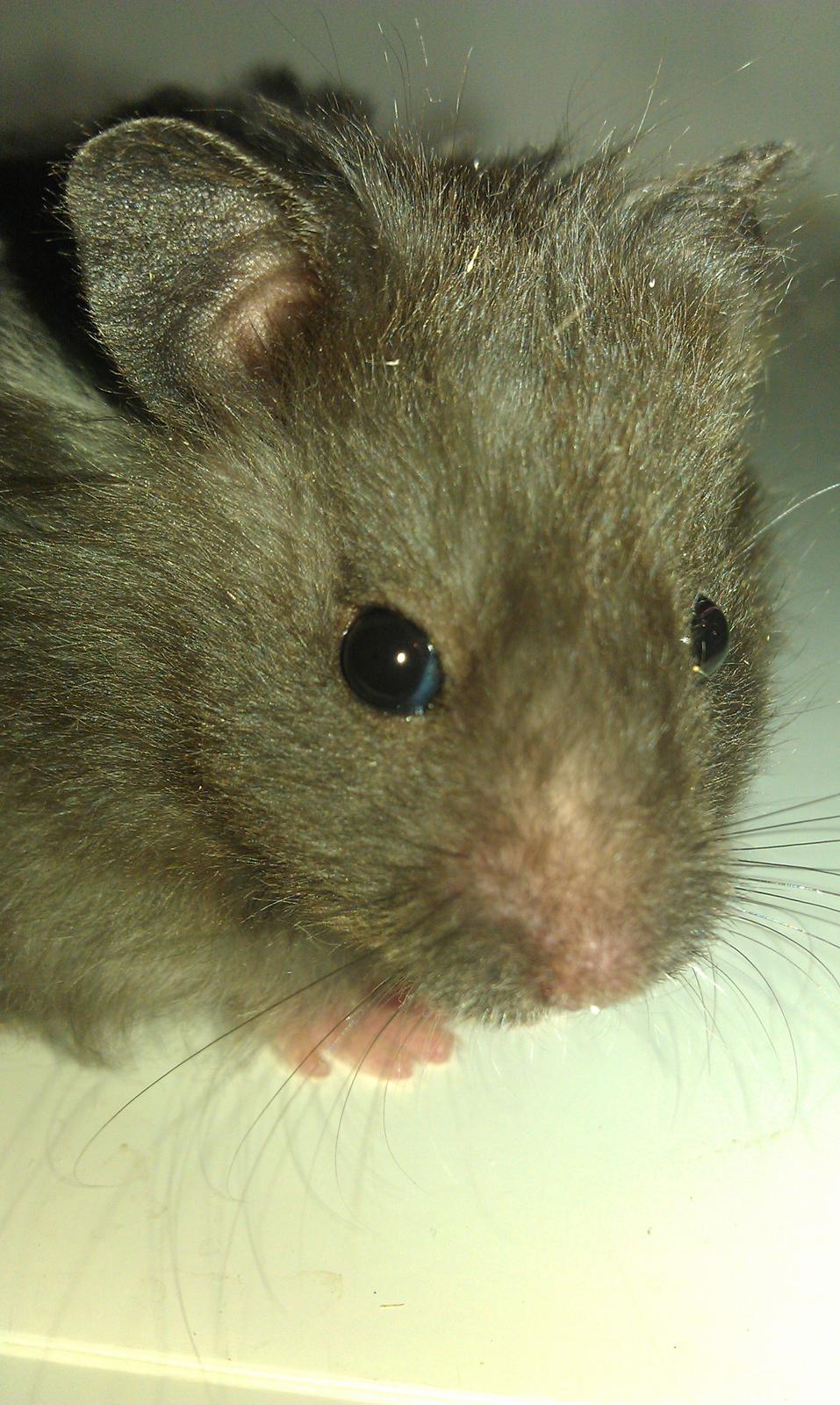 Hamster Logo billede 11