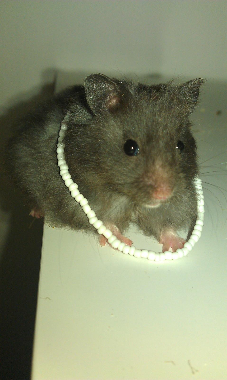 Hamster Logo billede 12