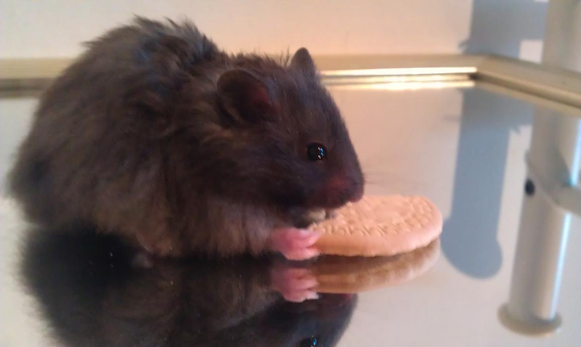 Hamster Logo billede 13