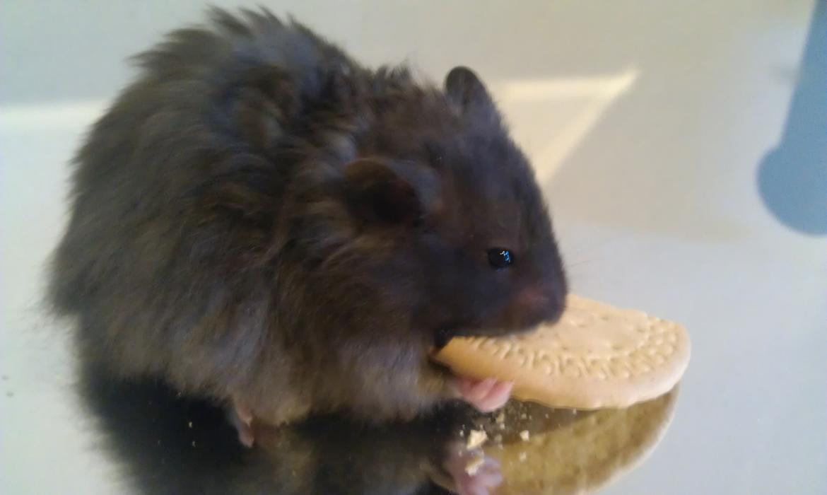 Hamster Logo billede 14