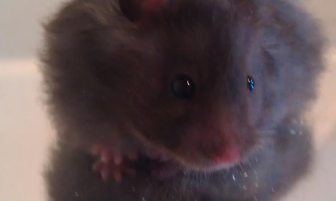 Hamster Logo billede 15