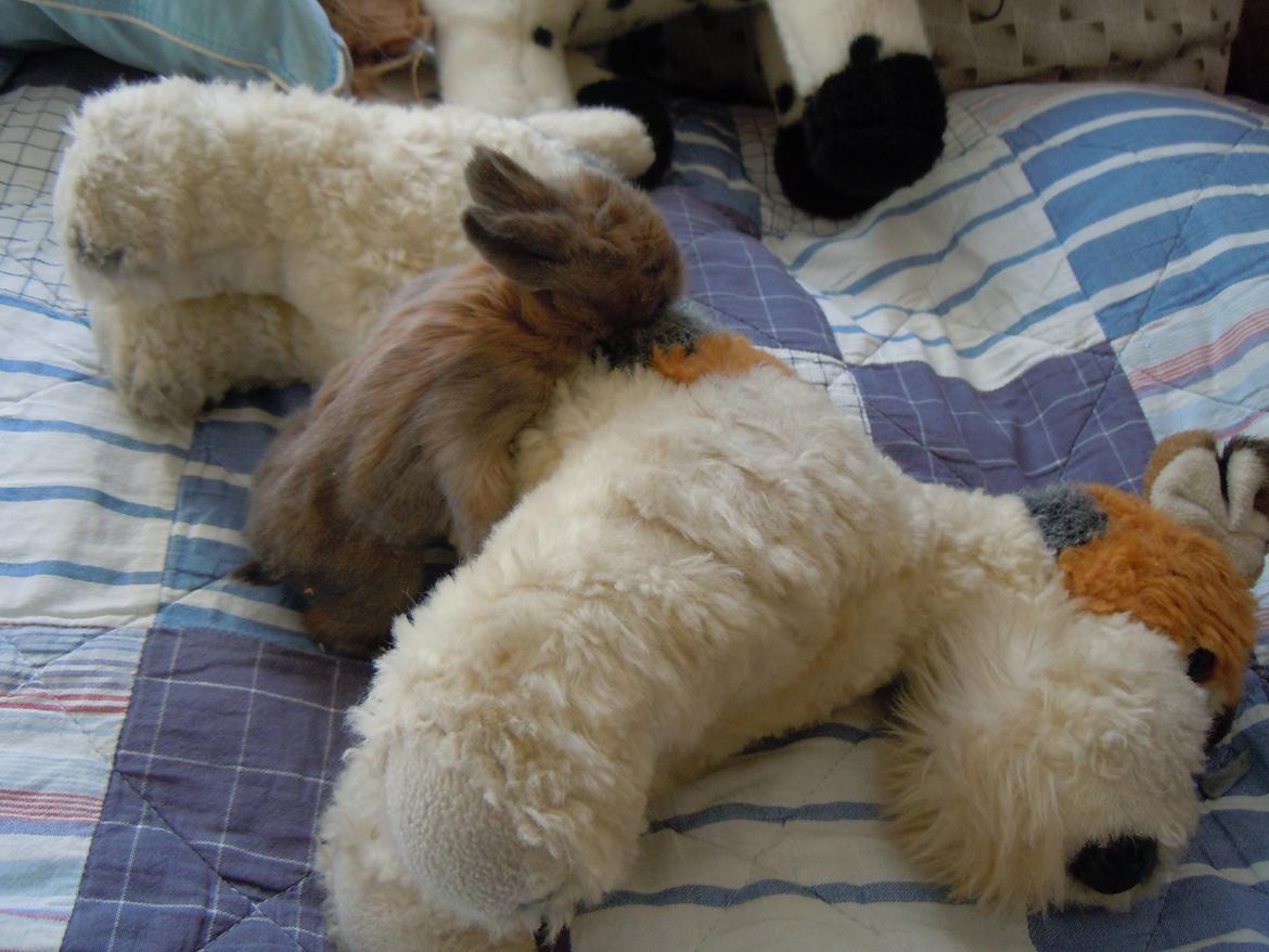 Kanin EAC's Unavngivet billede 8