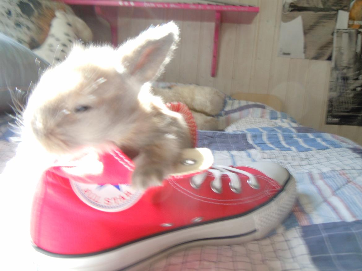 Kanin EAC's Unavngivet billede 9