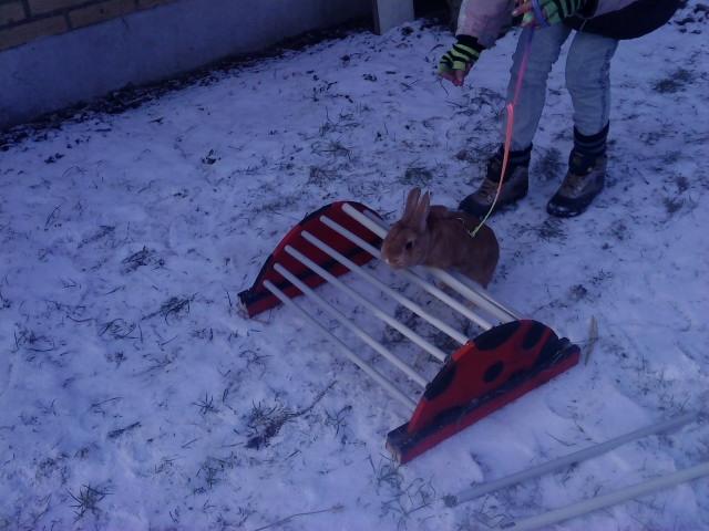 Kanin anton billede 6