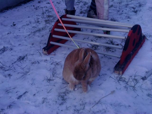 Kanin anton billede 7