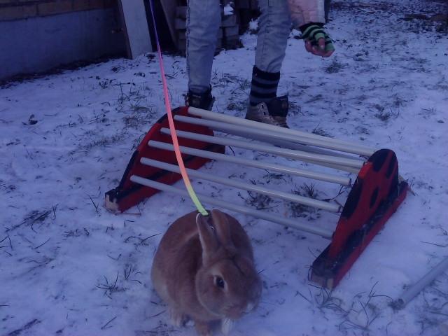 Kanin anton billede 8