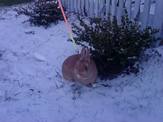 Kanin anton billede 9