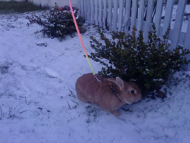 Kanin anton billede 10