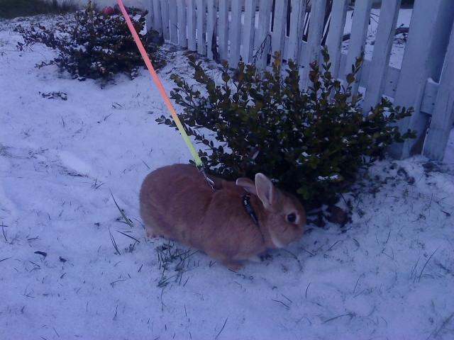 Kanin anton billede 11