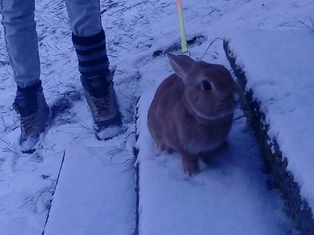 Kanin anton billede 12