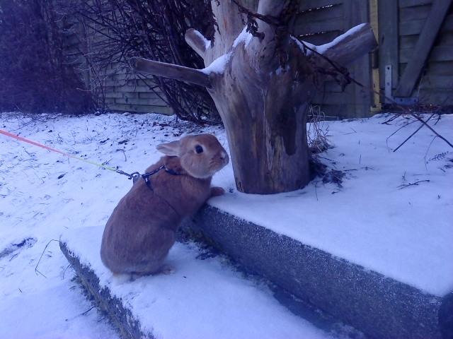 Kanin anton billede 13