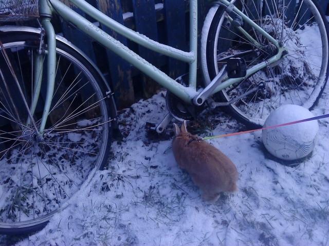 Kanin anton billede 14