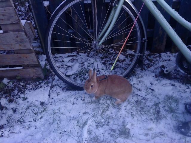 Kanin anton billede 15