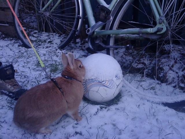 Kanin anton billede 16