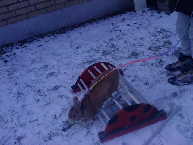 Kanin anton billede 17