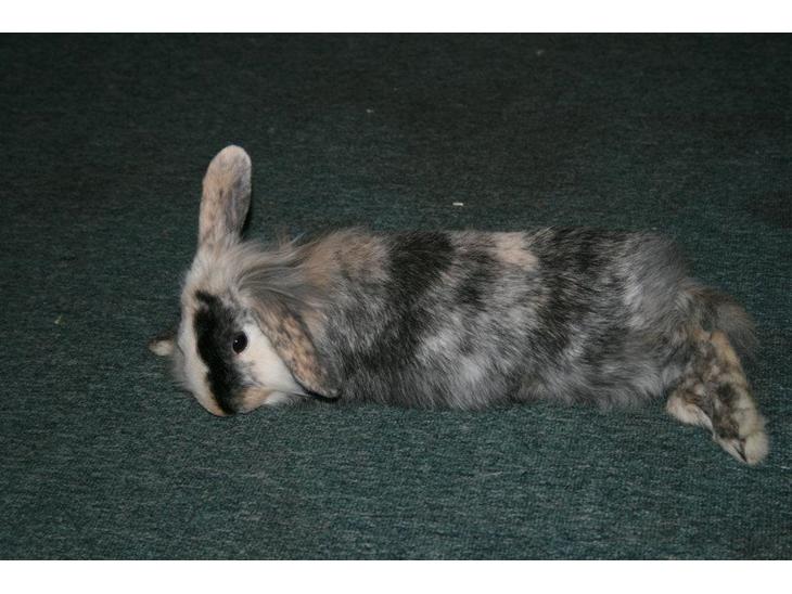 Kanin Bunnie<3 :'D billede 1