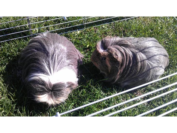 {{currentPhoto.altText}} billede {{currentPhoto.number}}