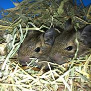 Degu chicca