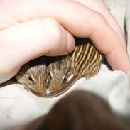 Zebramus tigeren ciela