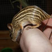 Zebramus tigeren ciela