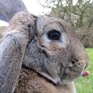 Kanin dværgvædder Vinni (Vinse)