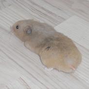 Hamster Gnuske [ Død:'( ]