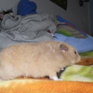 Hamster Gnuske [ Død:'( ]