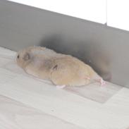 Hamster Gnuske [ Død:'( ]