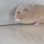 Hamster Gnuske [ Død:'( ]