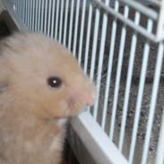 Hamster Gnuske [ Død:'( ]