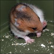 Hamster Mynthe<3