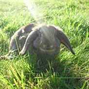 Kanin Kildebjerggårds Romeo Kastanje