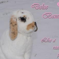 Kanin |DV| Aras´ Dolce Bambina