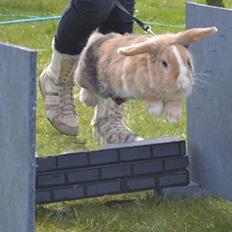 Kanin |DV| Aras´ Piccoli