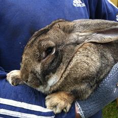 Kanin FLOTTE FYR belgisk kæmpe