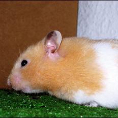 Hamster <333Andrea<333