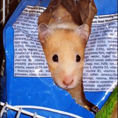 Hamster <333Andrea<333