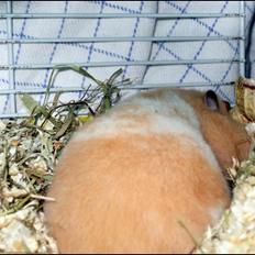 Hamster <333Andrea<333