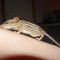 Zebramus tigeren happy