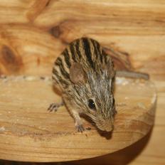 Zebramus tigeren happy