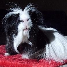 Marsvin A NEW BEGINNING von Hope