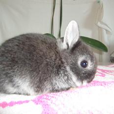 Kanin ZGM Netland Oftedal's Lotus - hermelin