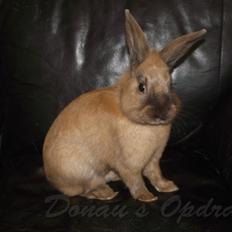 Kanin Prince Eddie<3 - Gået bort