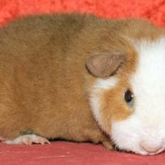 Marsvin Sitanes MOLLY