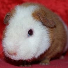 Marsvin Sitanes MOLLY