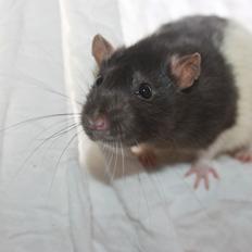 Tamrotte Baad's Julius Cæsar